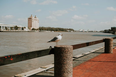 seagull on pier