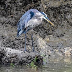 Blue Heron in Water