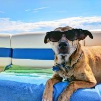 Dog with Sunglasses on enjoying Pet Friendly Rentals