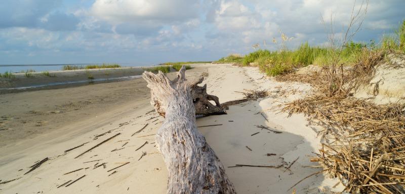 Beach Wood on Little Tybee Island