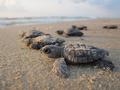 baby endangered sea turtles on Tybee Island GA